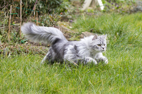 Grey Persian cross Ragdoll and ginger kittens on grass