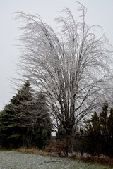 tree on the curbside covered in ice after an ice storm