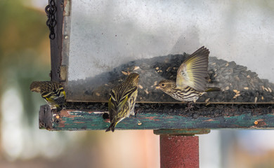 Pine Siskin finches (Carduelis pinus) - in spring competing for space and food at a feeder. ...