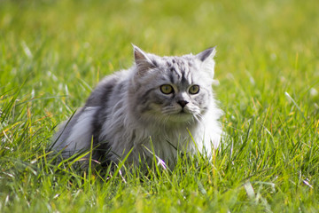 Grey Persian cross Ragdoll and ginger kittens on grass