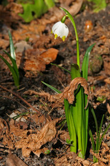 Leucojum vernum