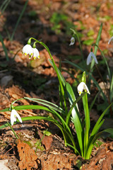 Leucojum vernum