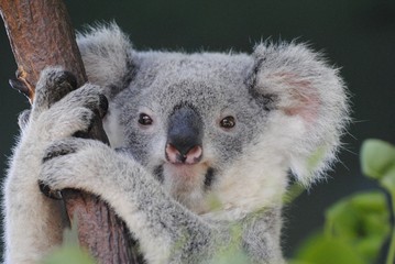 Fototapeta premium Koala on eucalyptus tree in Queensland, Australia.