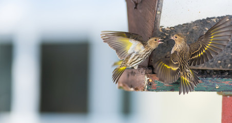 Pine Siskin finches (Carduelis pinus) - in spring competing for space and food at a feeder.  Aerobatic displays and territorial squabbling at a feeder in a northern Ontario woods. - obrazy, fototapety, plakaty