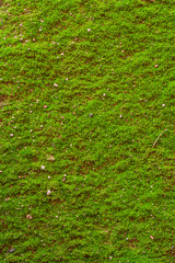 Moss
