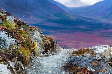 An arctic ground squirrel (Spermophilus parryii) on a rock path that seemingly leads off a cliff in...