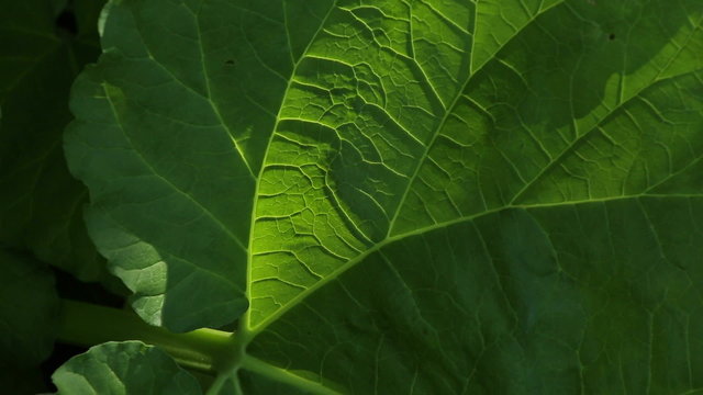 Sun highlights texture and pattern of green rhubarb leaf.