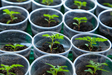 Potted seedlings growing in biodegradable 