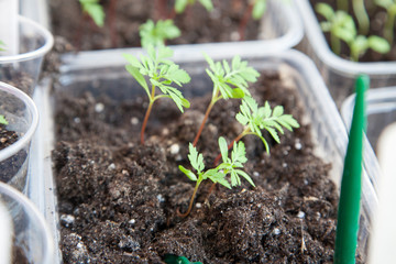 Potted seedlings growing in biodegradable 