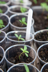 Potted seedlings growing in biodegradable 