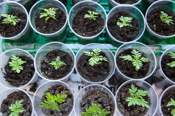 Potted seedlings growing in biodegradable 