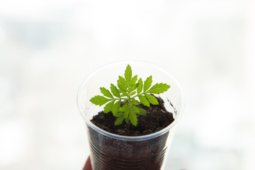 Potted seedlings growing in biodegradable 