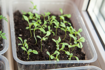 Potted seedlings growing in biodegradable 