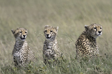 Wild cheetah with cub