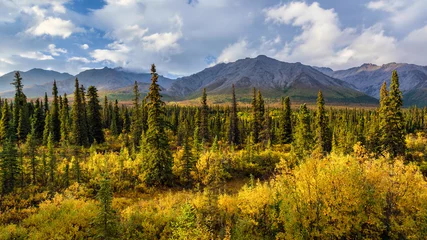 Papier Peint photo Denali Mountains stand behind black spruce trees (Picea mariana) intermixed with alder (Alnus sp.) in the sub-alpine region of Denali National Park.