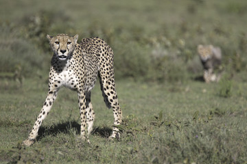 Wild cheetah with cub