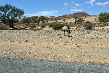 Namibian wildlife, Africa