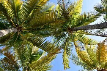 Crédence de cuisine en verre imprimé Palmier Palm trees in the tropics