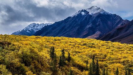 Obraz premium Snow-capped mountains of the Alaska Range stand behind black spruce trees (Picea mariana) intermixed with alder (Alnus sp.) in the sub-alpine region of Denali National Park.