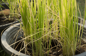 Obraz premium plant rice in pot