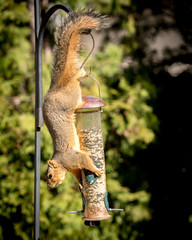 squirrel stealing food from bird feeder