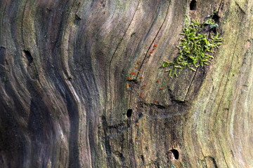 Texture of an old tree