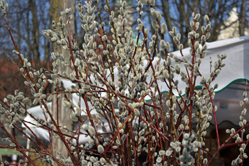 Palmkätzchen Salweide Salix caprea © alpenarts