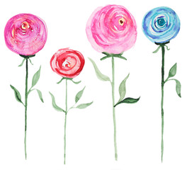 Watercolor rose flowers