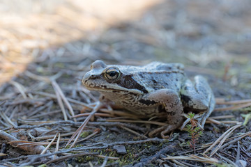 Toad in forest close up