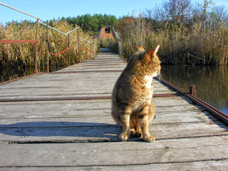 red lonely cat sitting on the old wooden ponton bridge