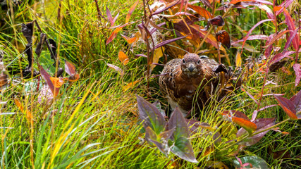 Obraz premium A Willow ptarmigan (Lagopus lagopus) crouches well-disguised in the Denali park Autumn vegetation.