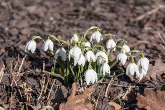 white snowdrops in the spring