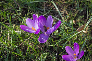 Fototapeta premium Krokusse Biene