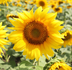Fototapeta premium sunflower