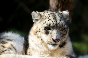 Fototapeta premium snow leopard, Irbis Uncia uncia