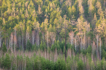 forest in the early spring