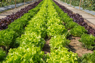 Green lettuce on field agricultural