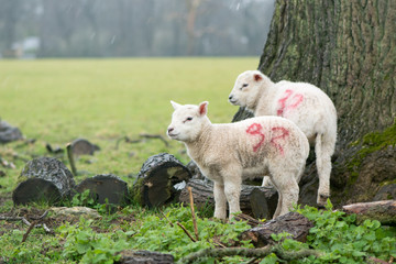 Obraz premium Lambs sheltering from the rain on the Easter Weekend. Holy Saturday in Somerset, England, saw heavy rain. These young lambs shelter under a tree on farmland near Bath, Somerset, UK 