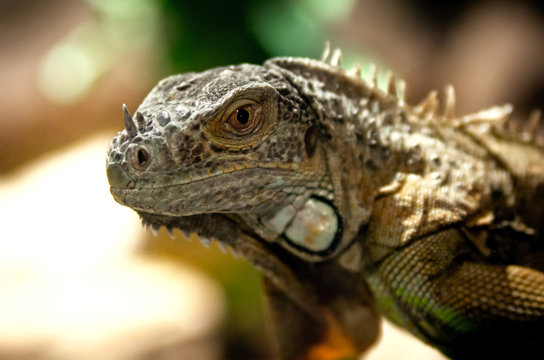 Large image of an iguana