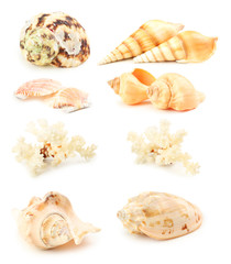 Sea shells isolated on a white, collage