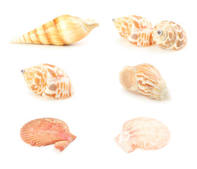 Sea shells isolated on a white, collage