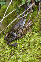 Grasfrösche während der Paarung