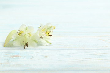 Alstroemeria flowers on a blue wooden table