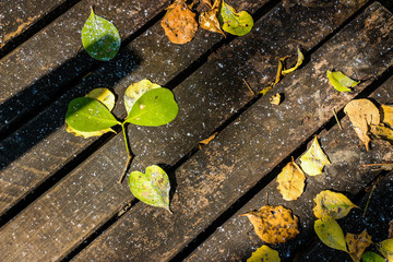 Fall Leaves on a wooden bridge