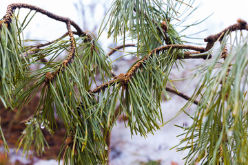 young pine on a branch with green needles of a pine cone close-up