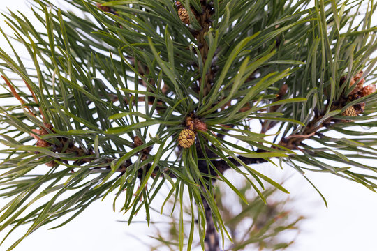 Fototapeta young pine on a branch with green needles of a pine cone close-up