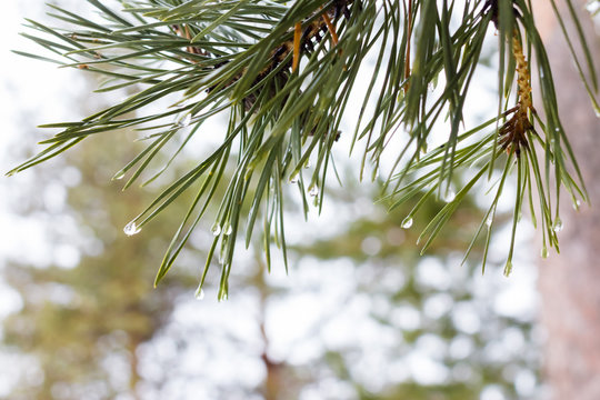 Fototapeta Water drops on pine needles