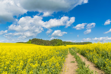 Obraz premium The yellow fields in Belarus. Spring