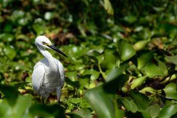 Little egret, Lake Naivasha, Kenya