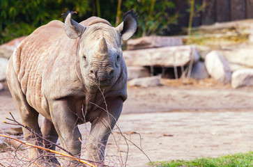 a young rhino looks to the camera